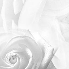 Кухонный фартук Цветы 217 МДФ матовый (3000) Flowers в Полевском - polevskoy.mebel24.online | фото